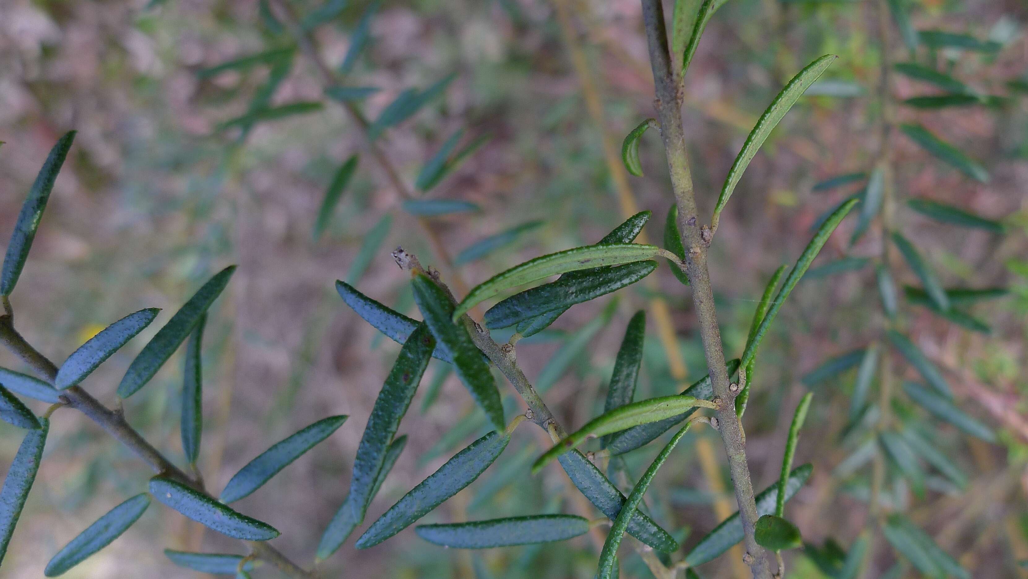 Imagem de Aotus ericoides (Vent.) G. Don