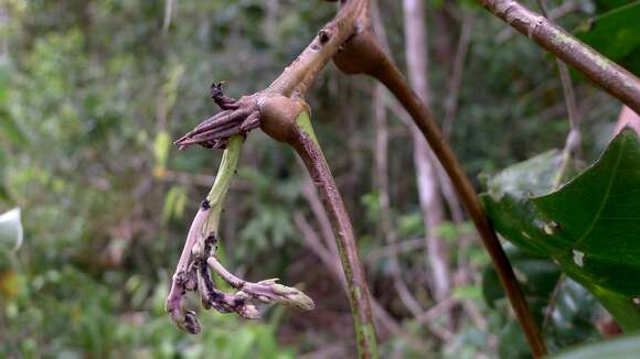 Image of Talisia macrophylla (C. Martius) Radlk.