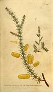 Image of Mimosa verticillata
