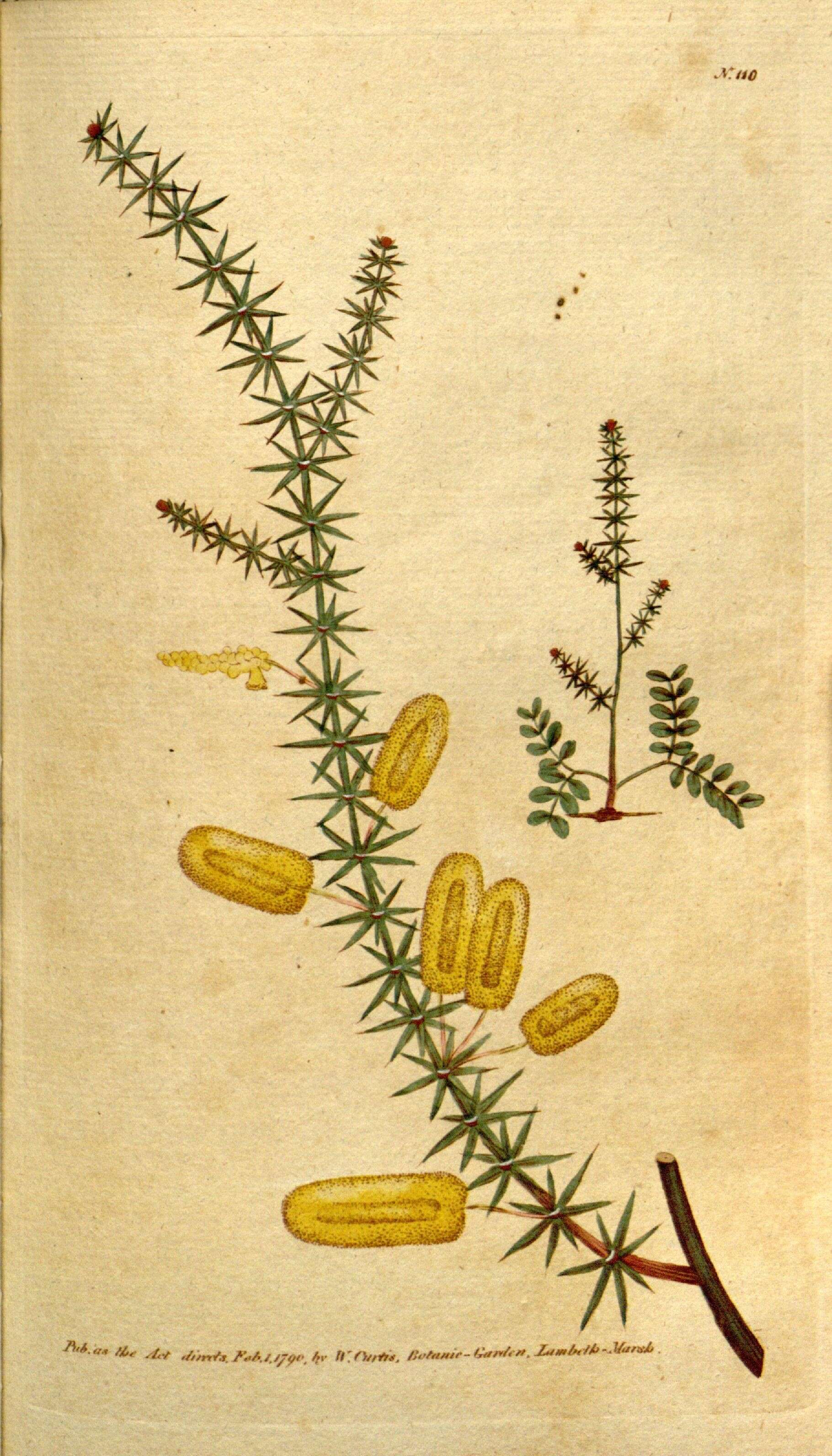 Image de Mimosa verticillata