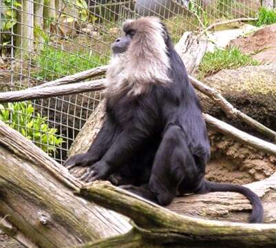 Image de Macaque Ouandérou