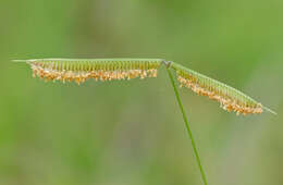 Image of crowfoot grass