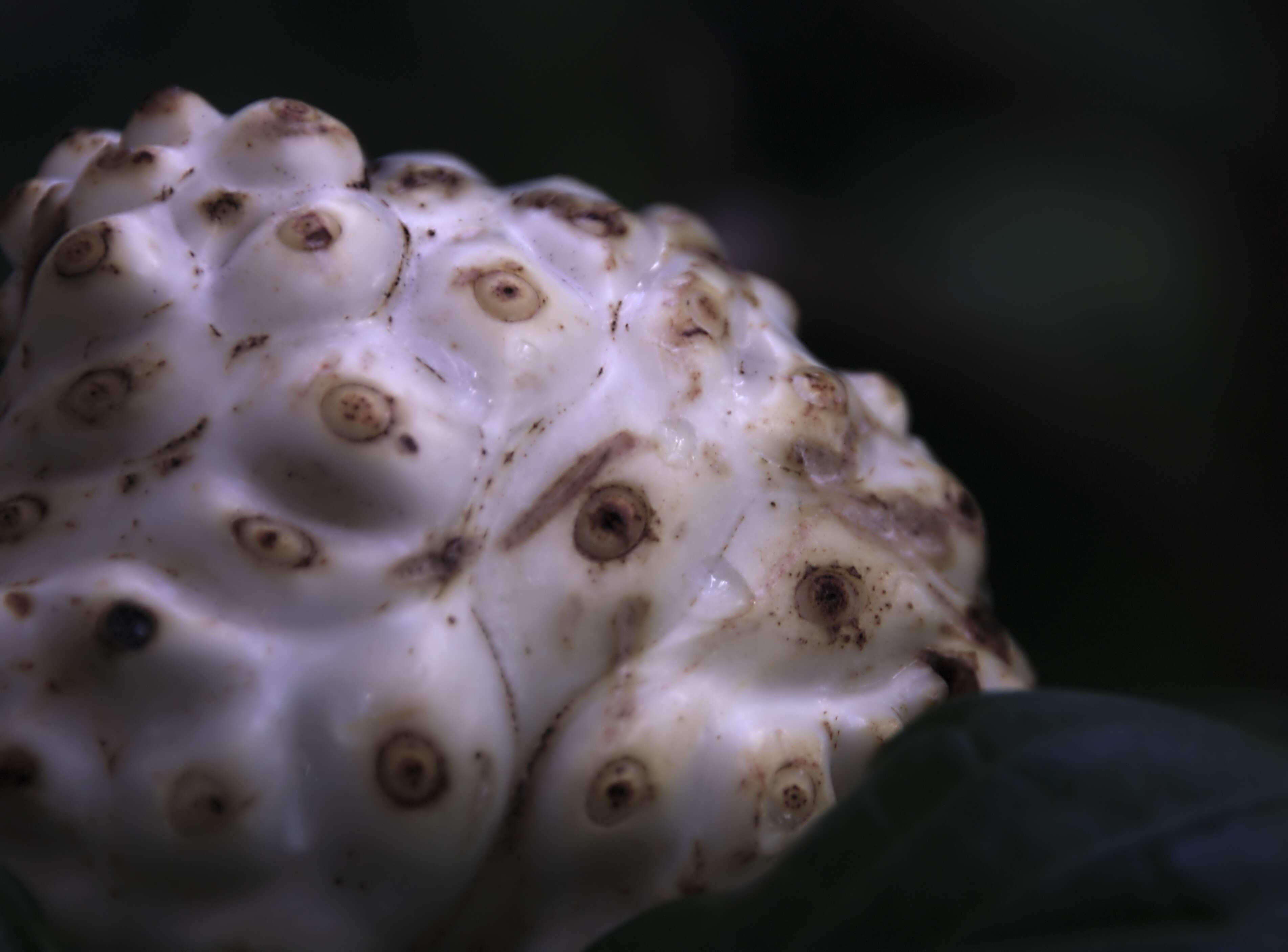 Image of Indian mulberry