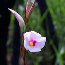 Image of Mandevilla pohliana (Stadelm.) A. H. Gentry