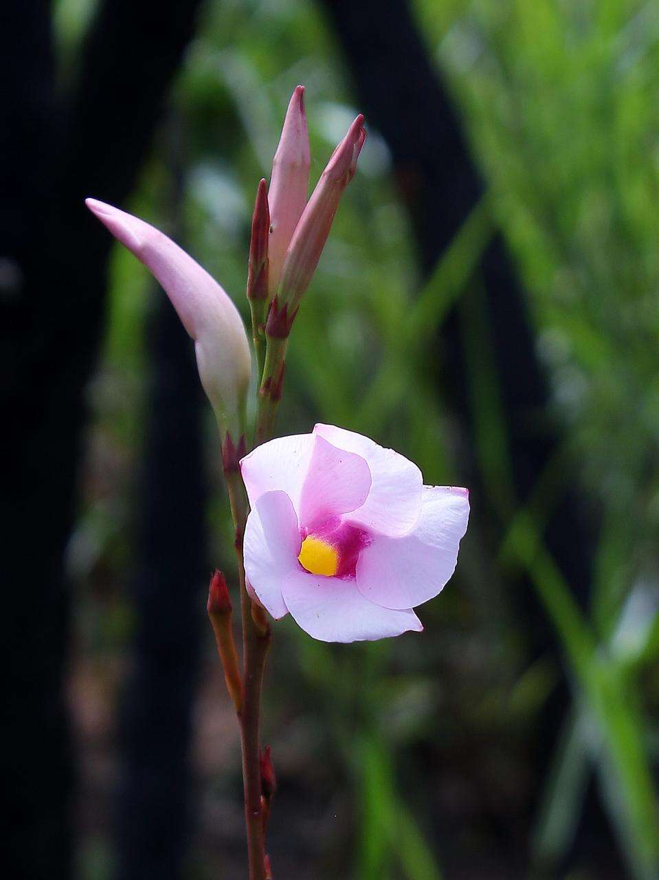 Imagem de Mandevilla pohliana (Stadelm.) A. H. Gentry