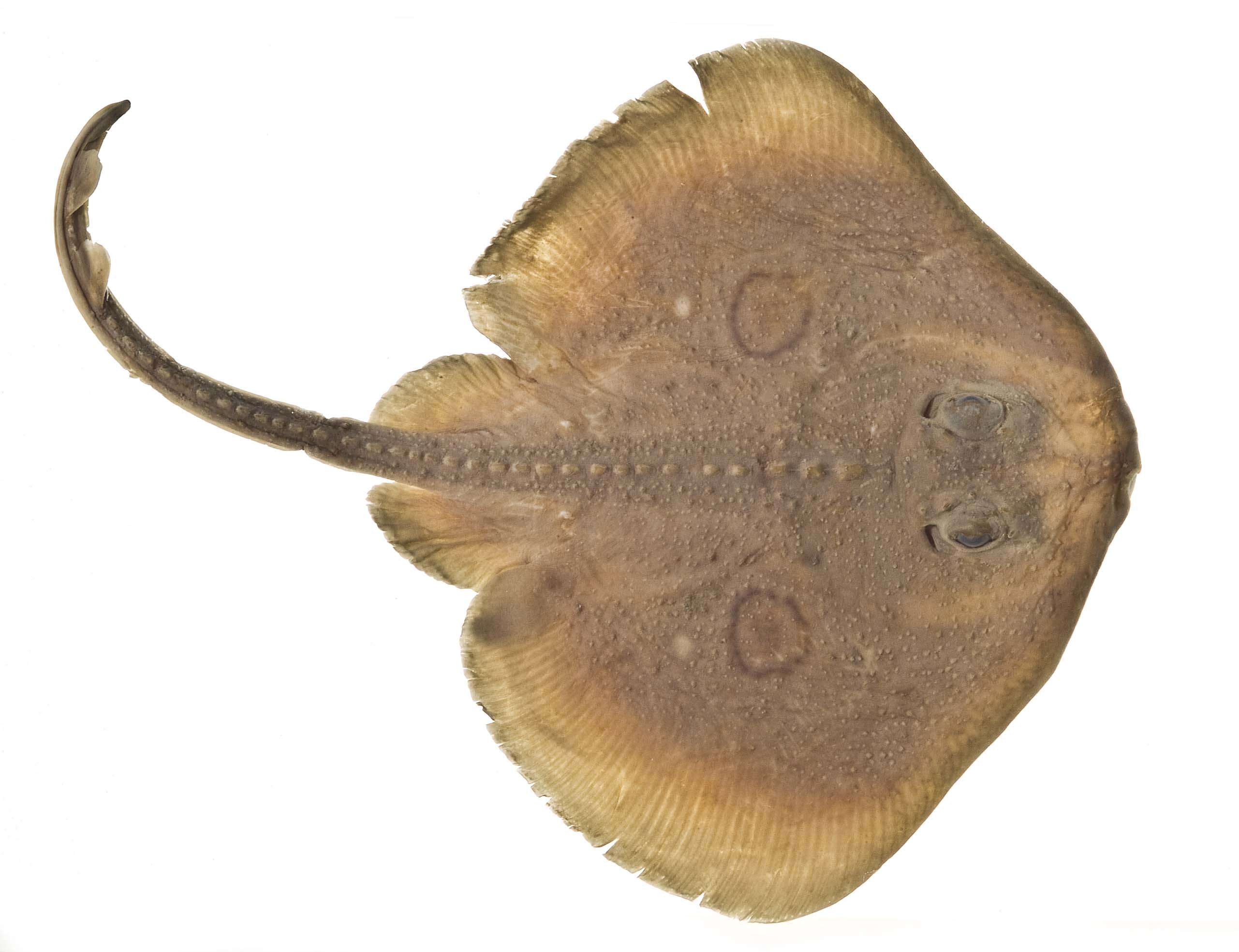 Image of Raja montereyensis