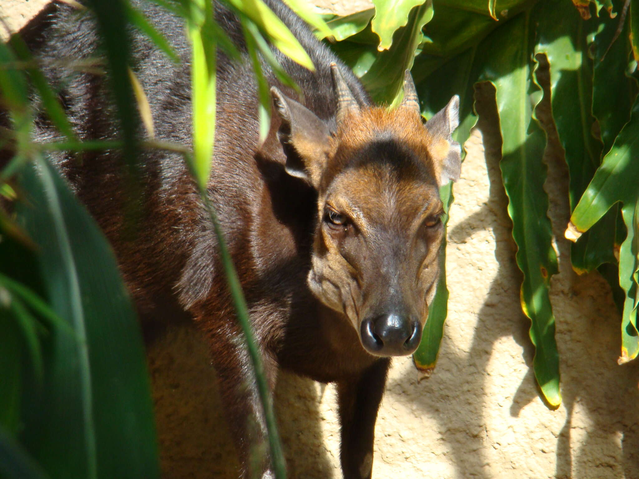 Image of Black Duiker