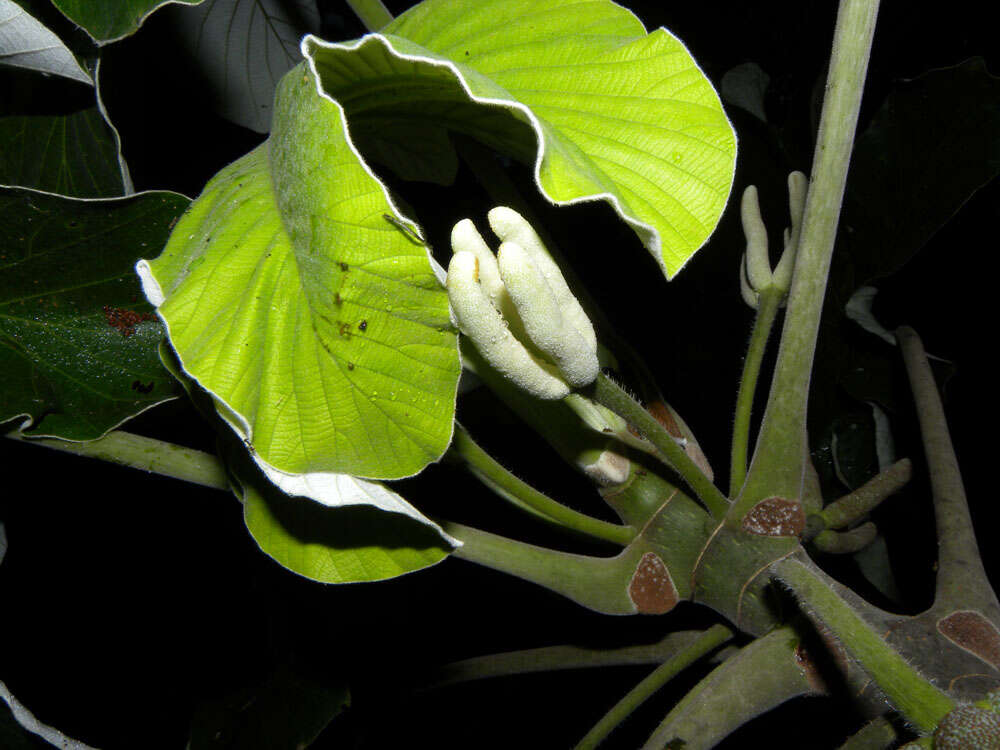 Image of Yagrumo Hembra, Trumpet-Tree