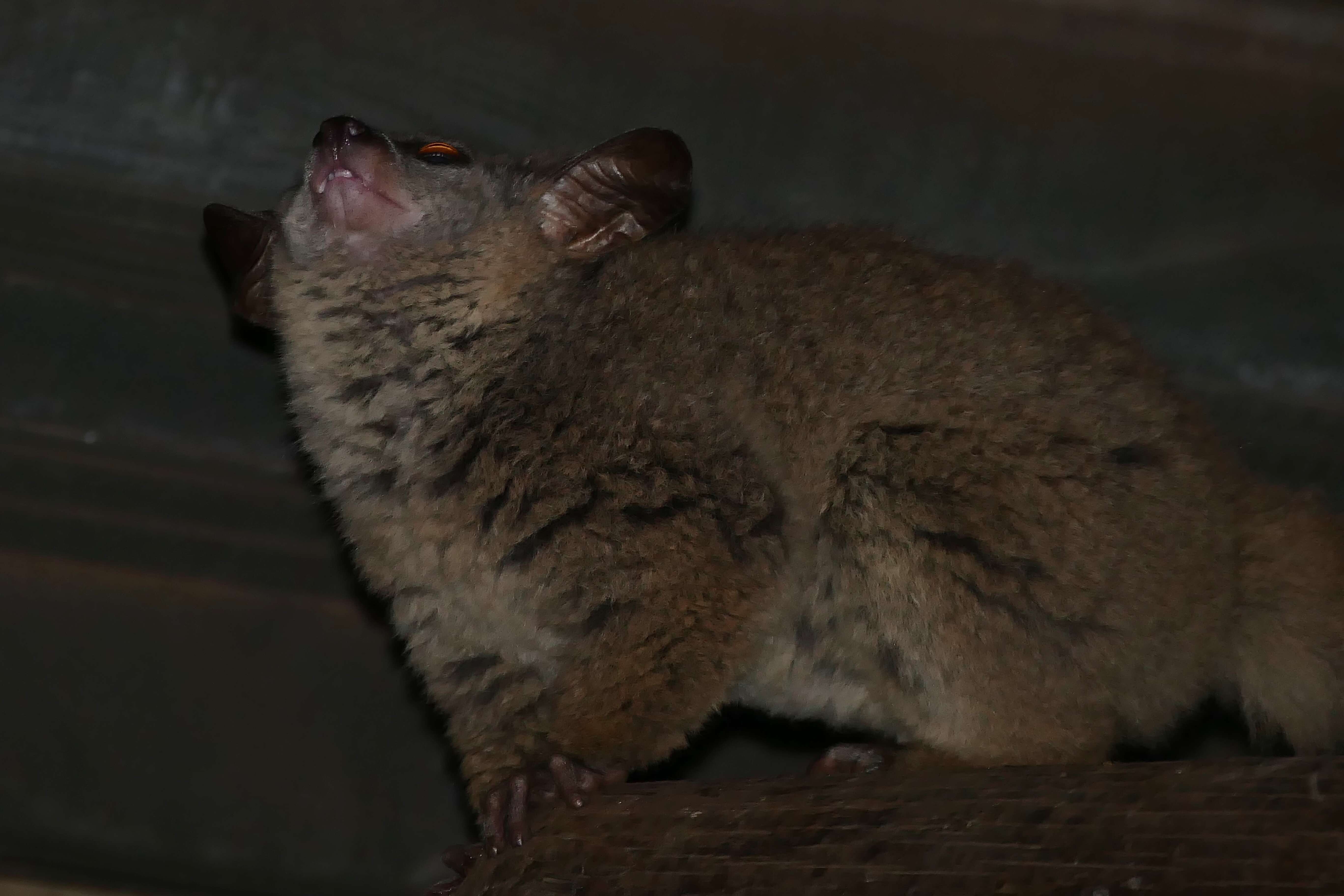 Image of Greater galago