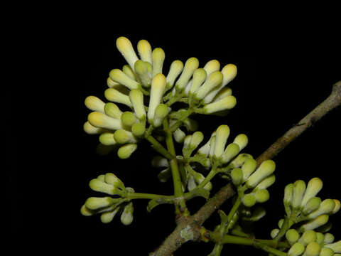 Plancia ëd Strychnos peckii B. L. Robinson