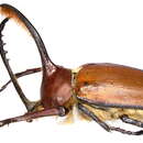 Sivun Golofa eacus Burmeister 1847 kuva