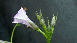 Image of Ipomoea cynanchifolia Meisn.