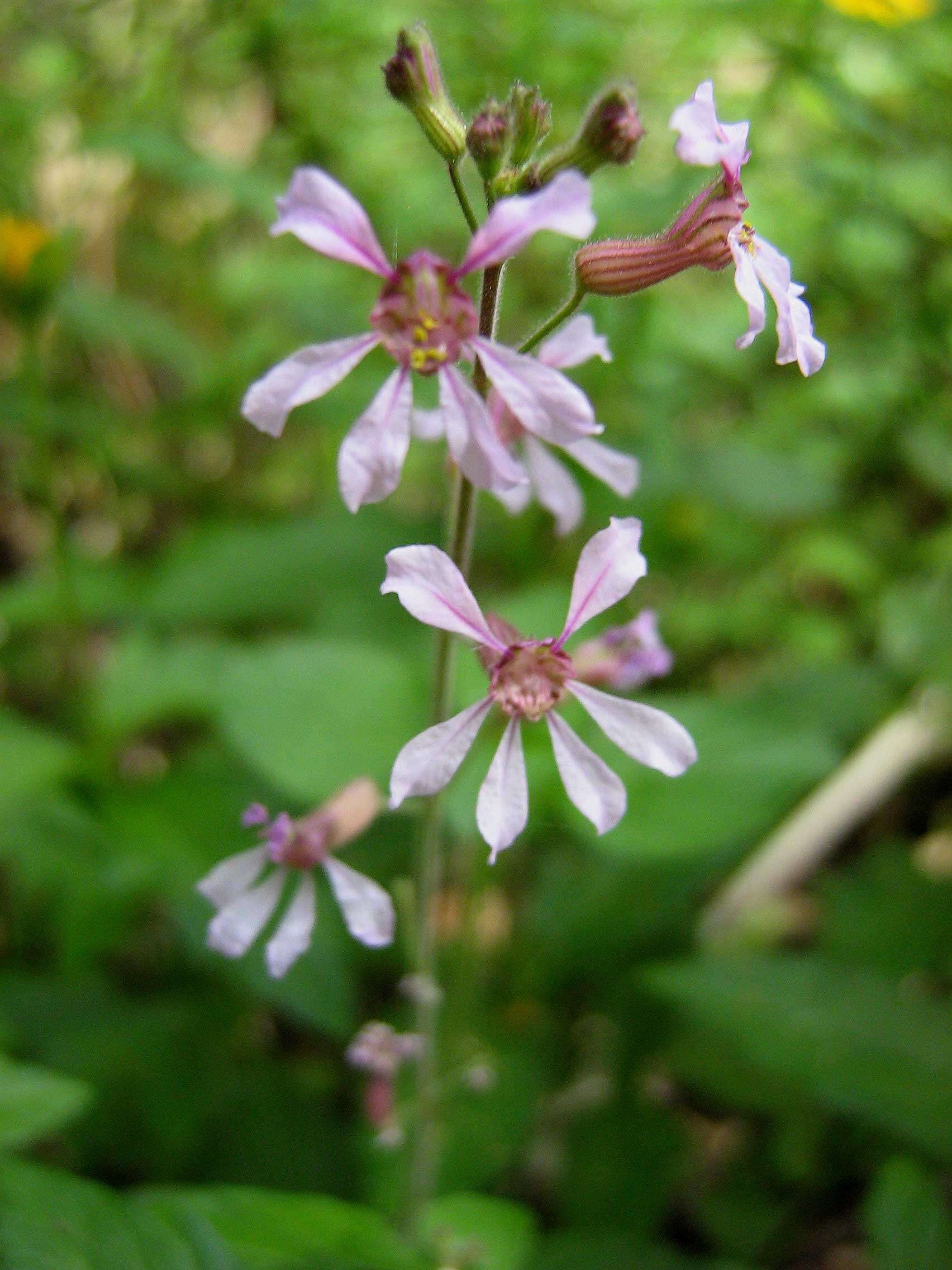 Image of Cuphea circaeoides Sm. ex Sims