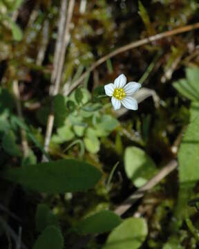 Image of purging flax, fairy flax