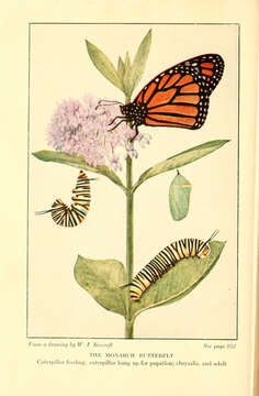 Image of Monarch Butterfly