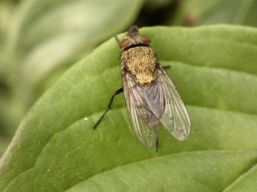 Image of blow flies