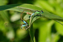 Image of forktail