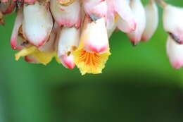 Image de Alpinia zerumbet (Pers.) B. L. Burtt & R. M. Sm.