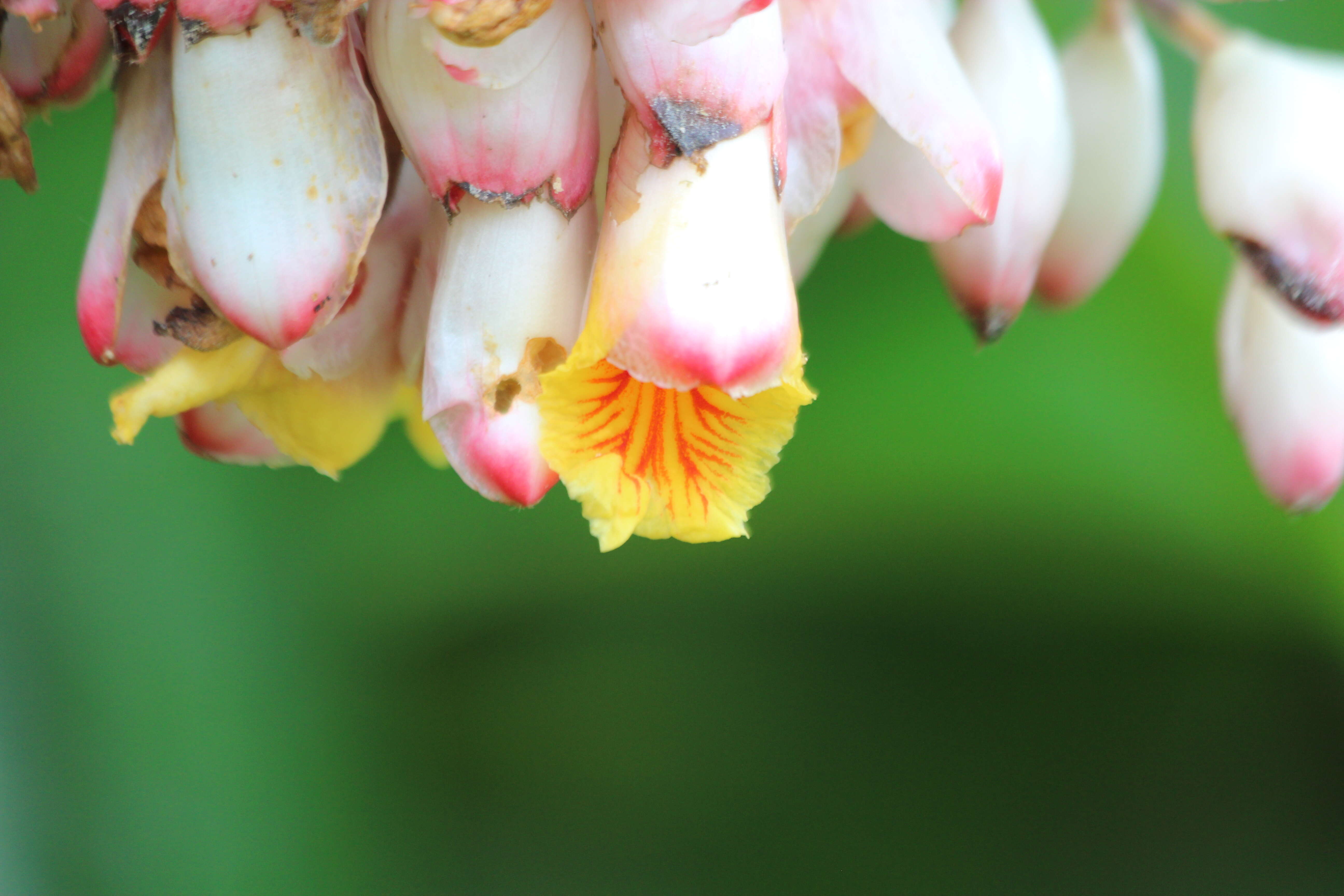 Image of Alpinia