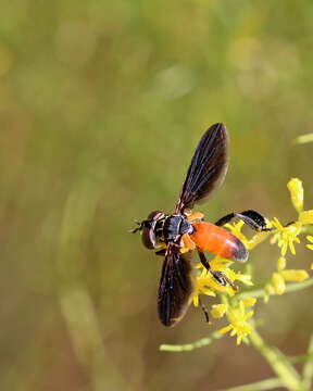 Image of Tachinid fly