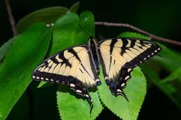 Image of Papilio