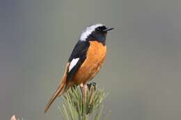 Image of Daurian Redstart