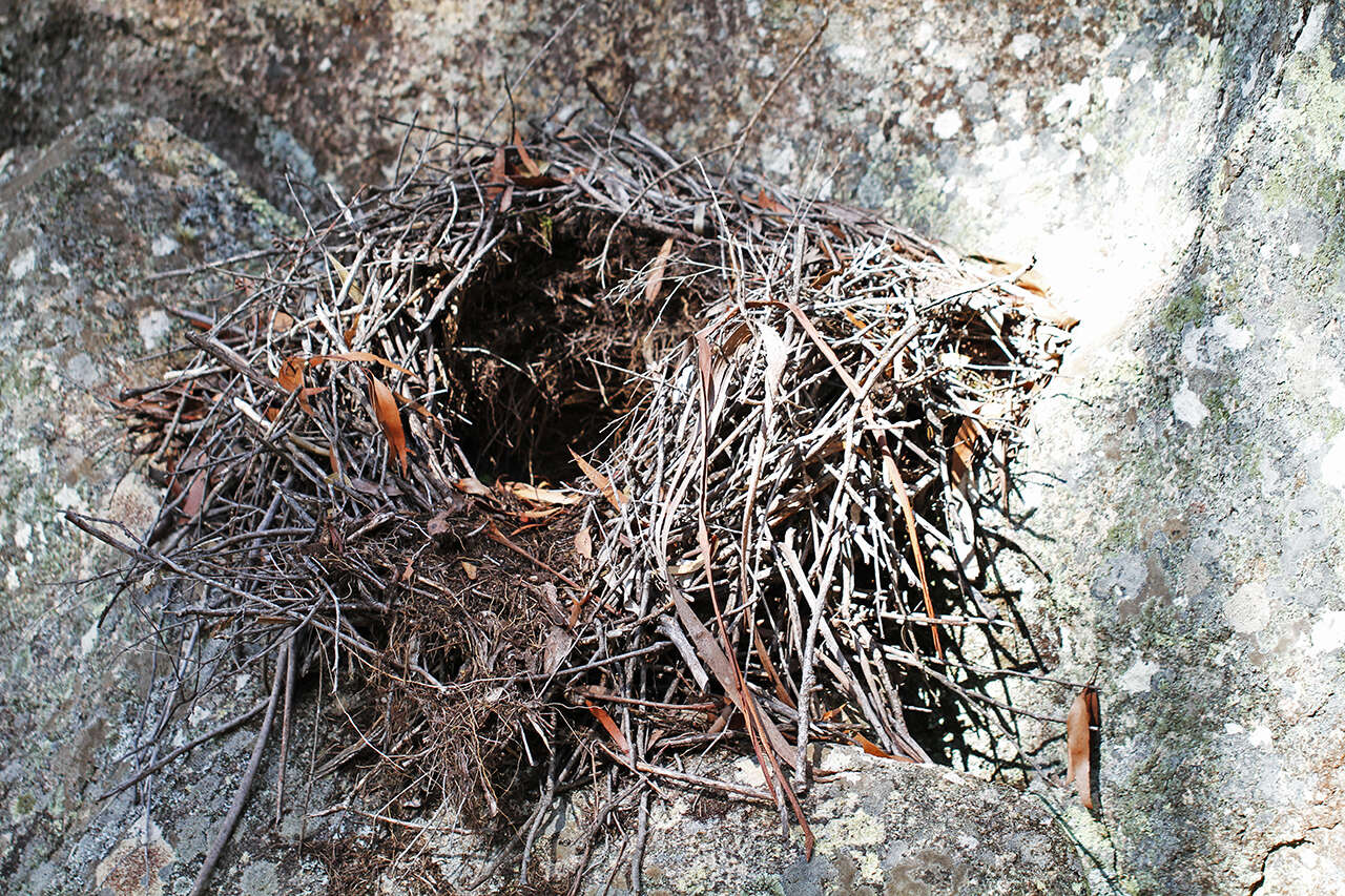 Image of lyrebirds