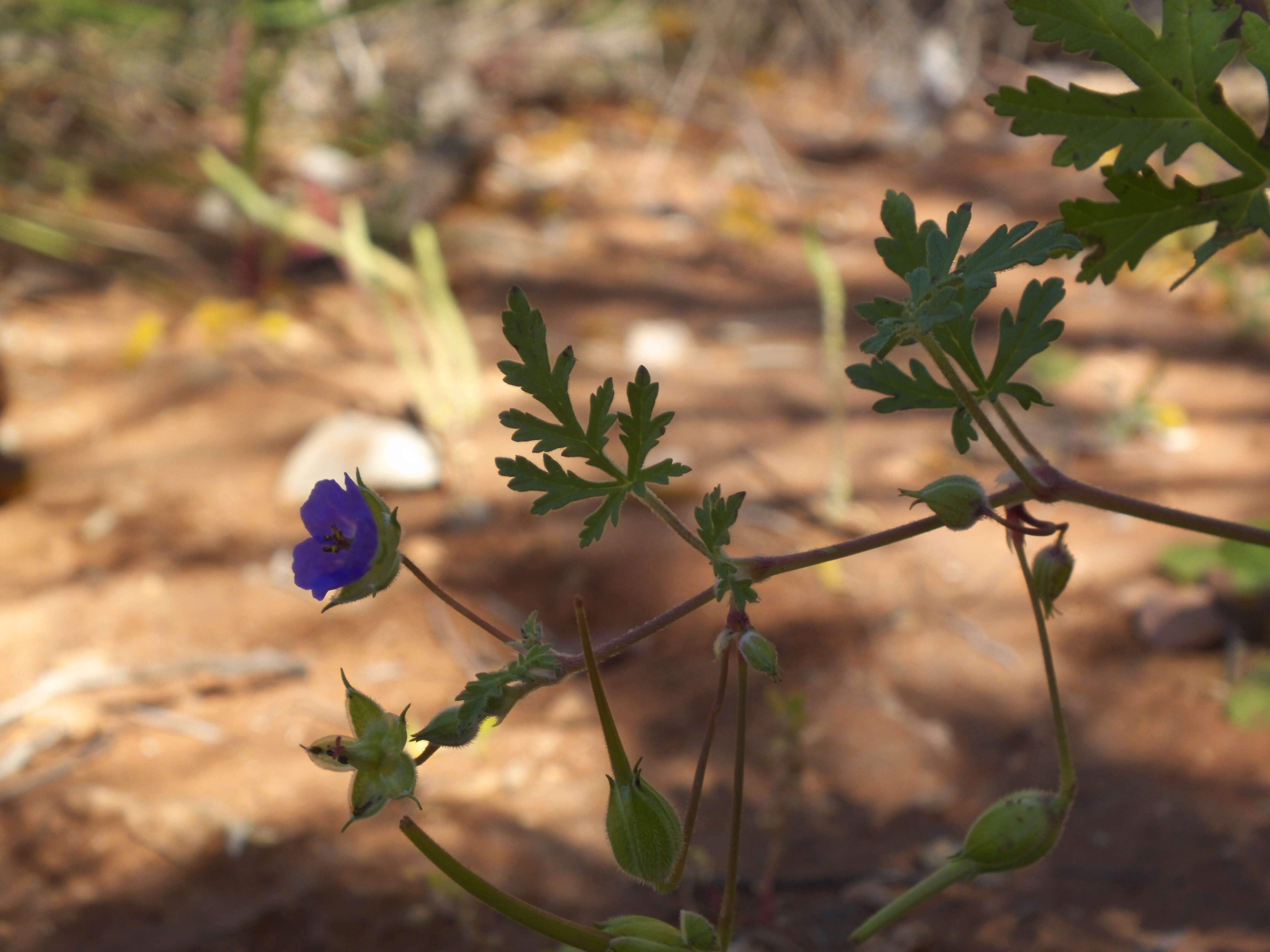 Image of Magnoliophyta