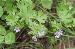 Image of geranium