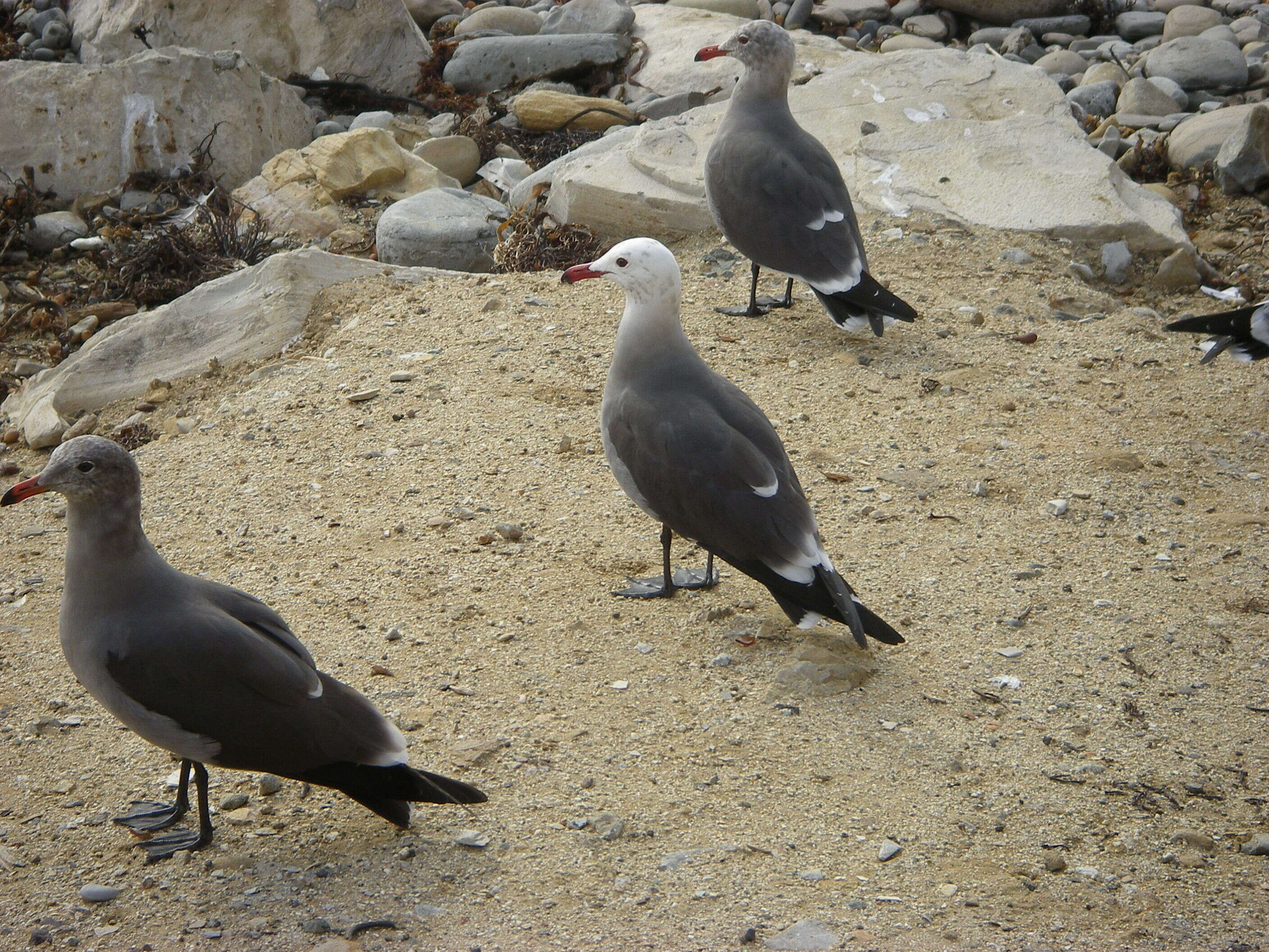 Larus Linnaeus 1758 resmi