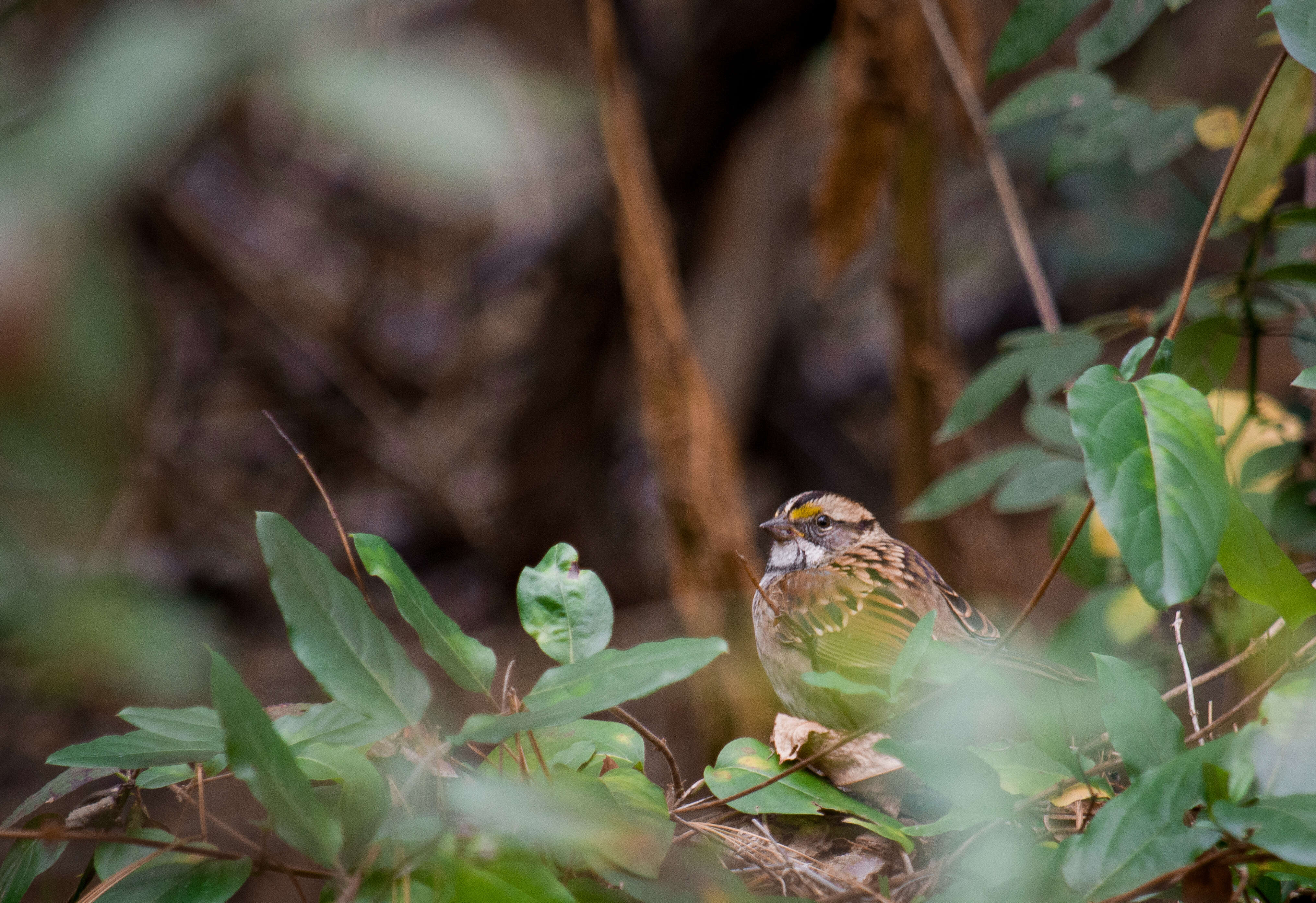 Image of White-throated Sparrow