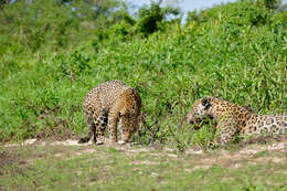 Image of big cats