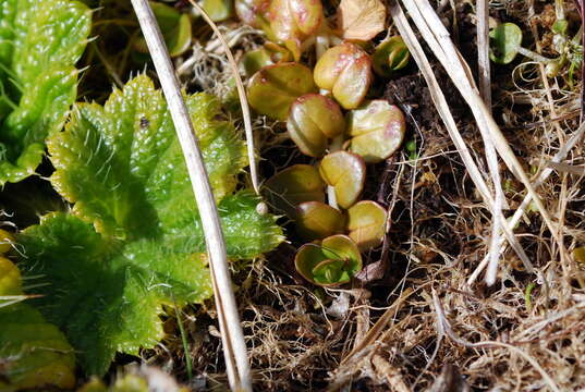 Image of Epilobium brunnescens (Cockayne) Raven & Engelhorn