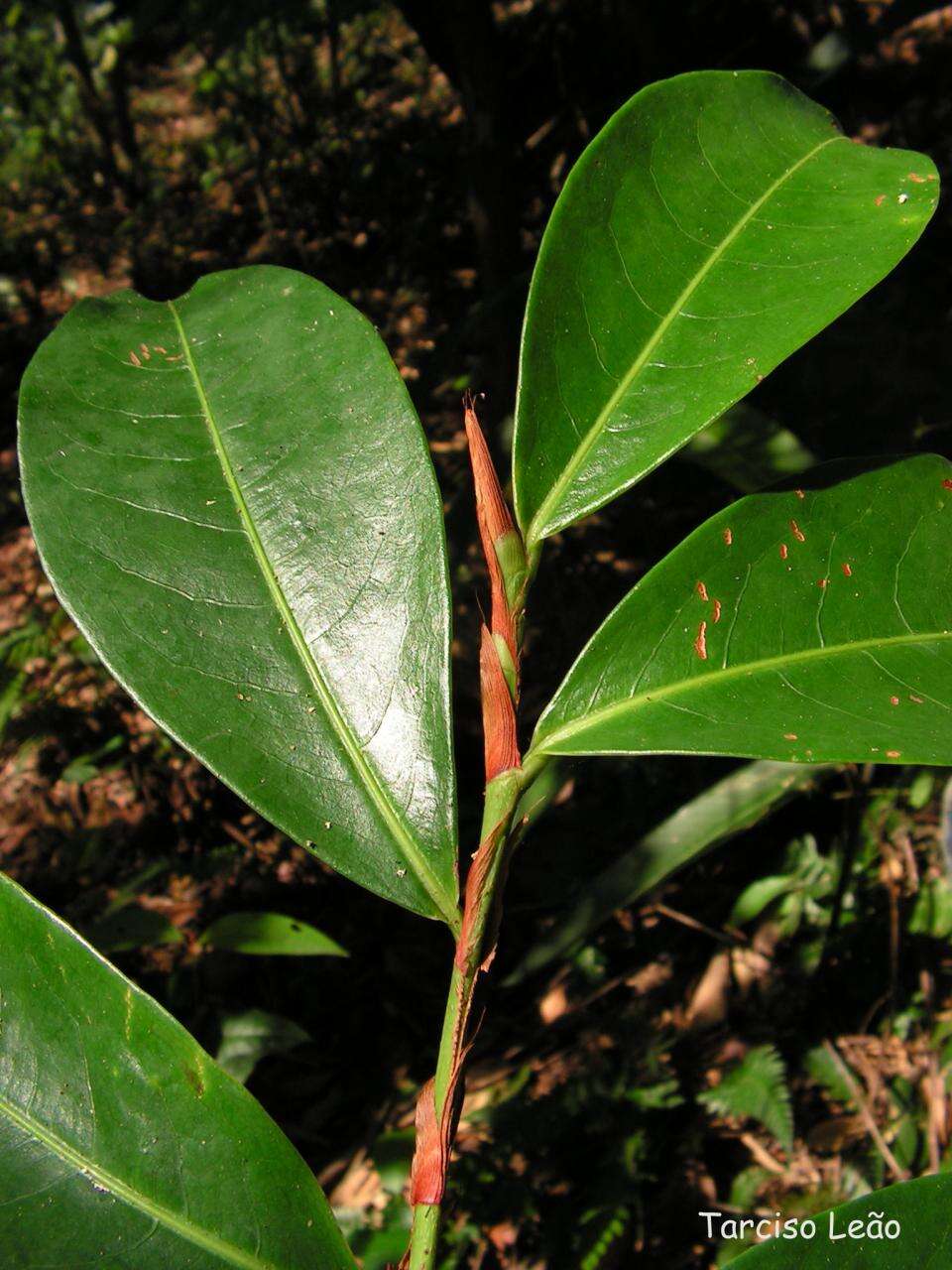 Image of Erythroxylum mucronatum Benth.