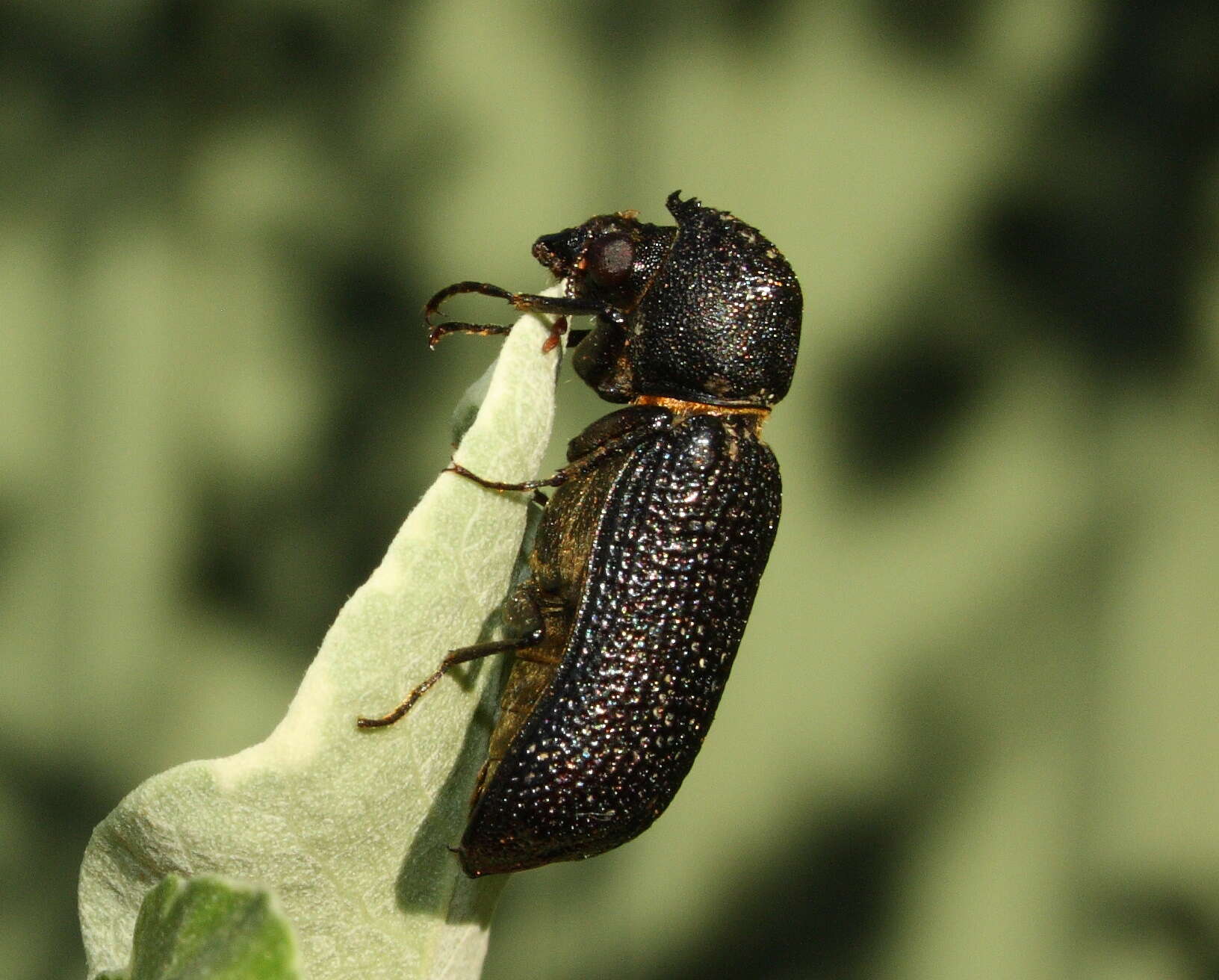 Image of horned powderpost beetles