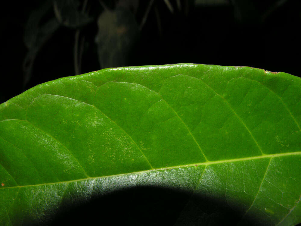 Image of Maripa nicaraguensis Hemsl.