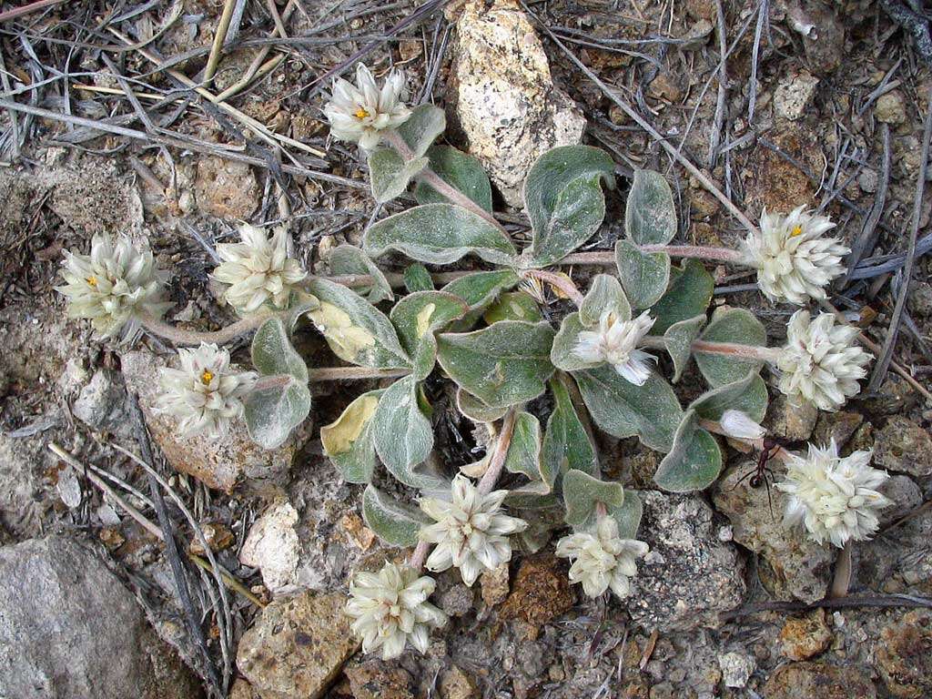 Image of globe amaranth