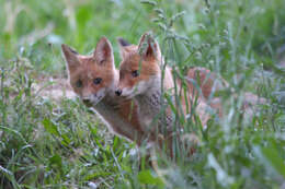 Image of Foxes