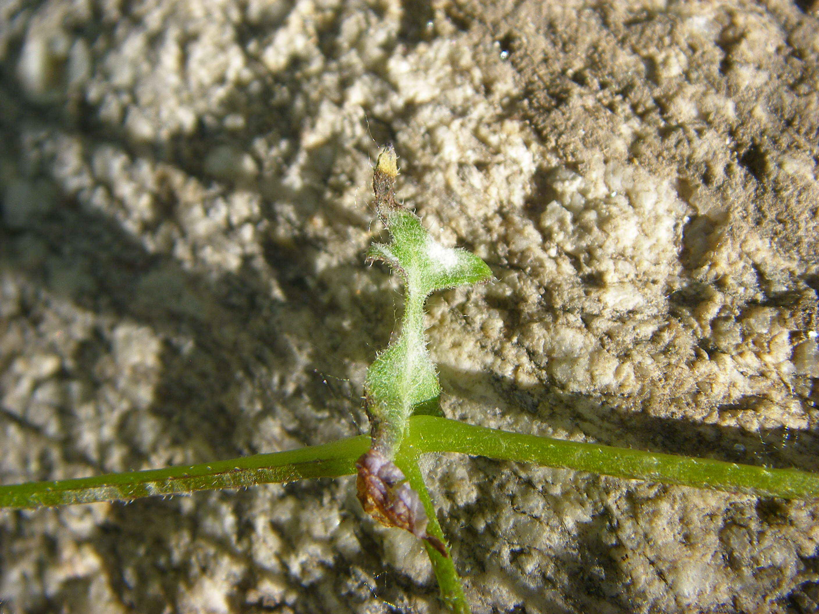 Pholistoma membranaceum (Benth.) Constance resmi