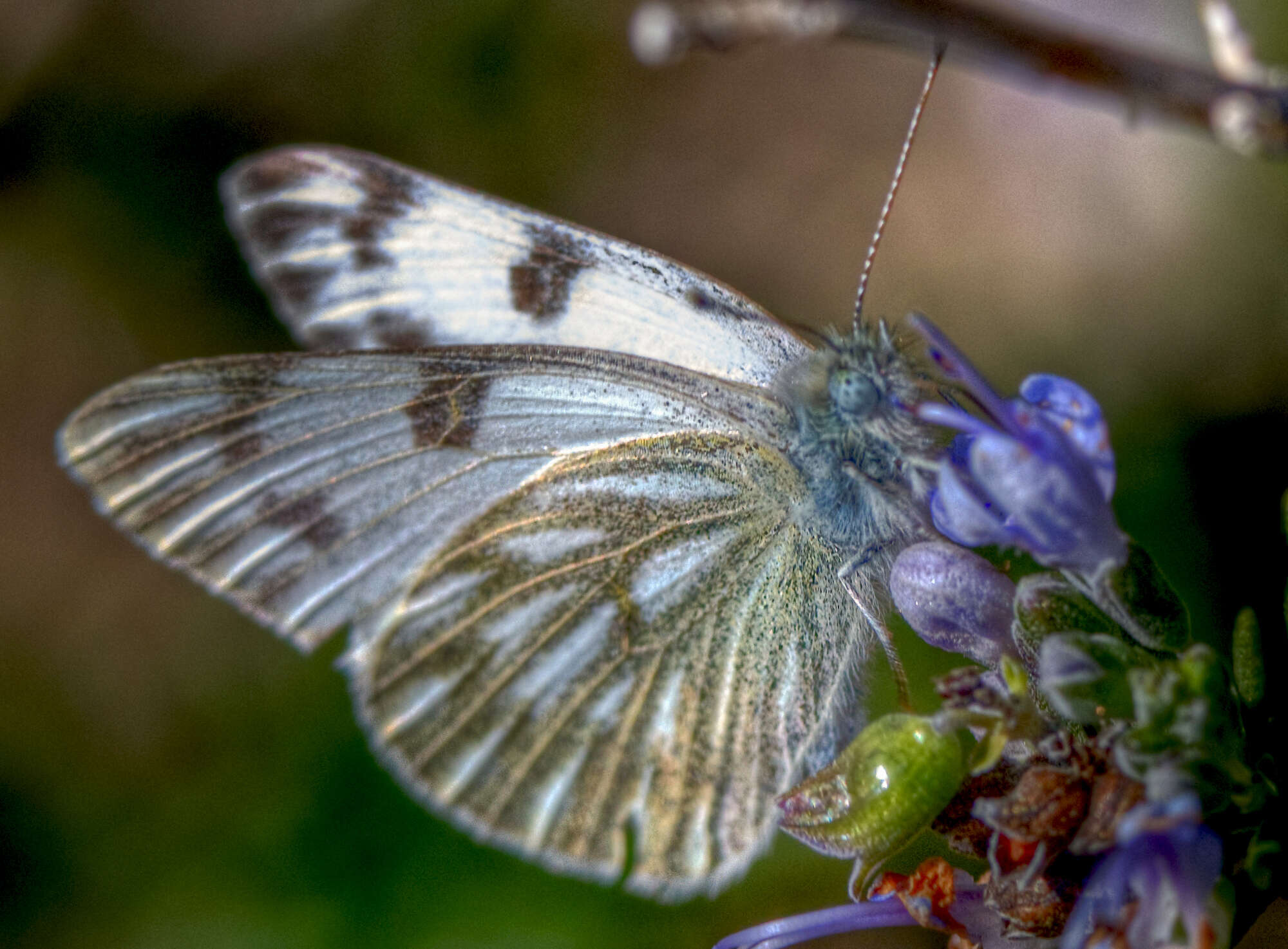 Image of Checkered White