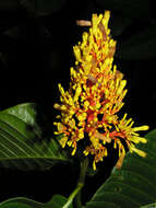 Palicourea guianensis Aubl.的圖片