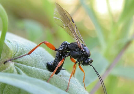 Image of Pimpla rufipes (Miller 1759)