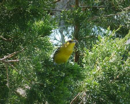 Image of New World orioles