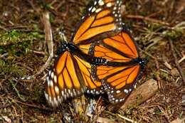 Image of Monarch Butterfly