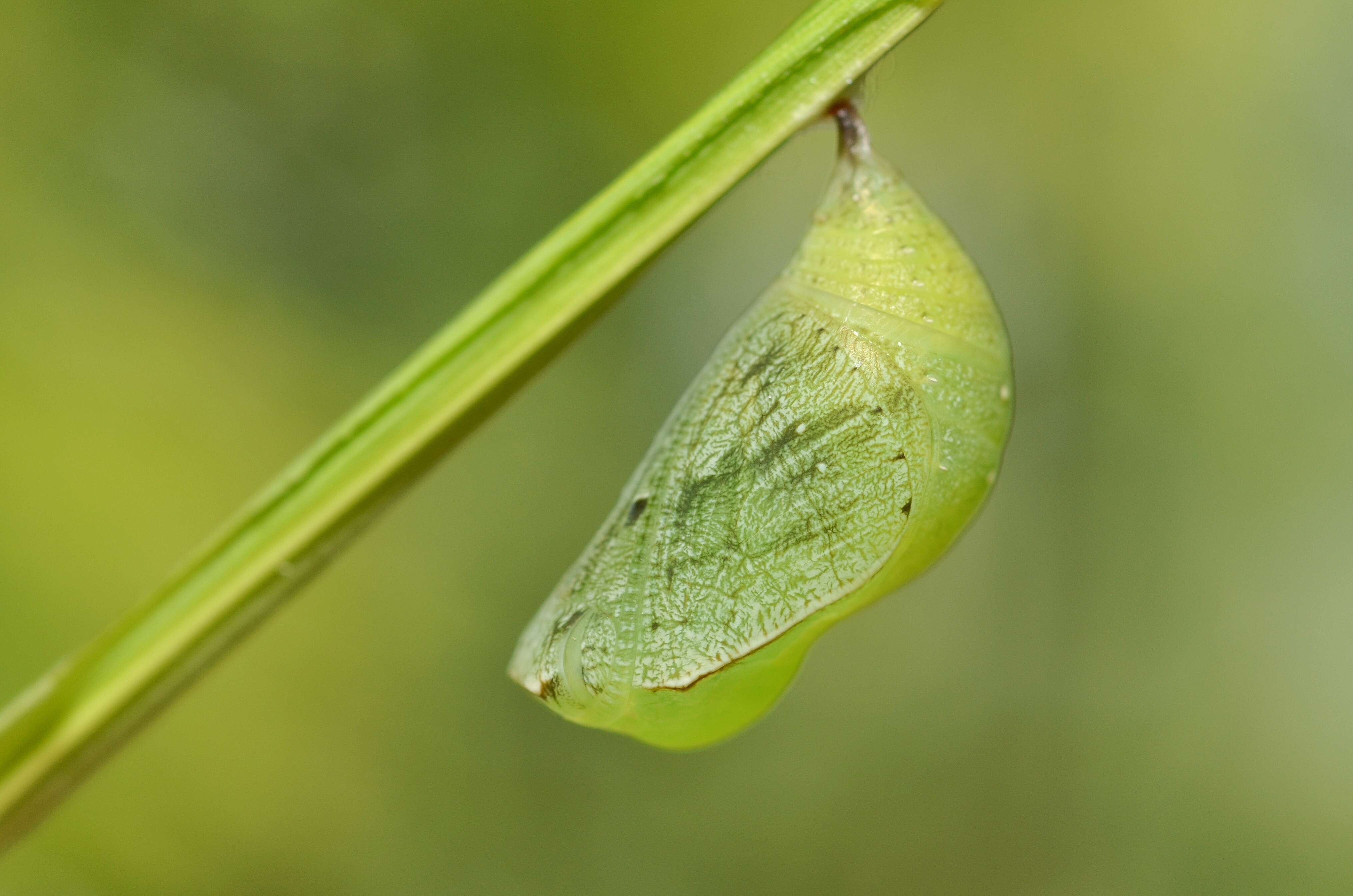 Image of Nymphalidae