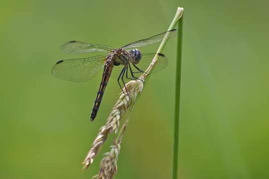 Image of Blue Dasher