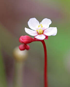 Image of pink sundew