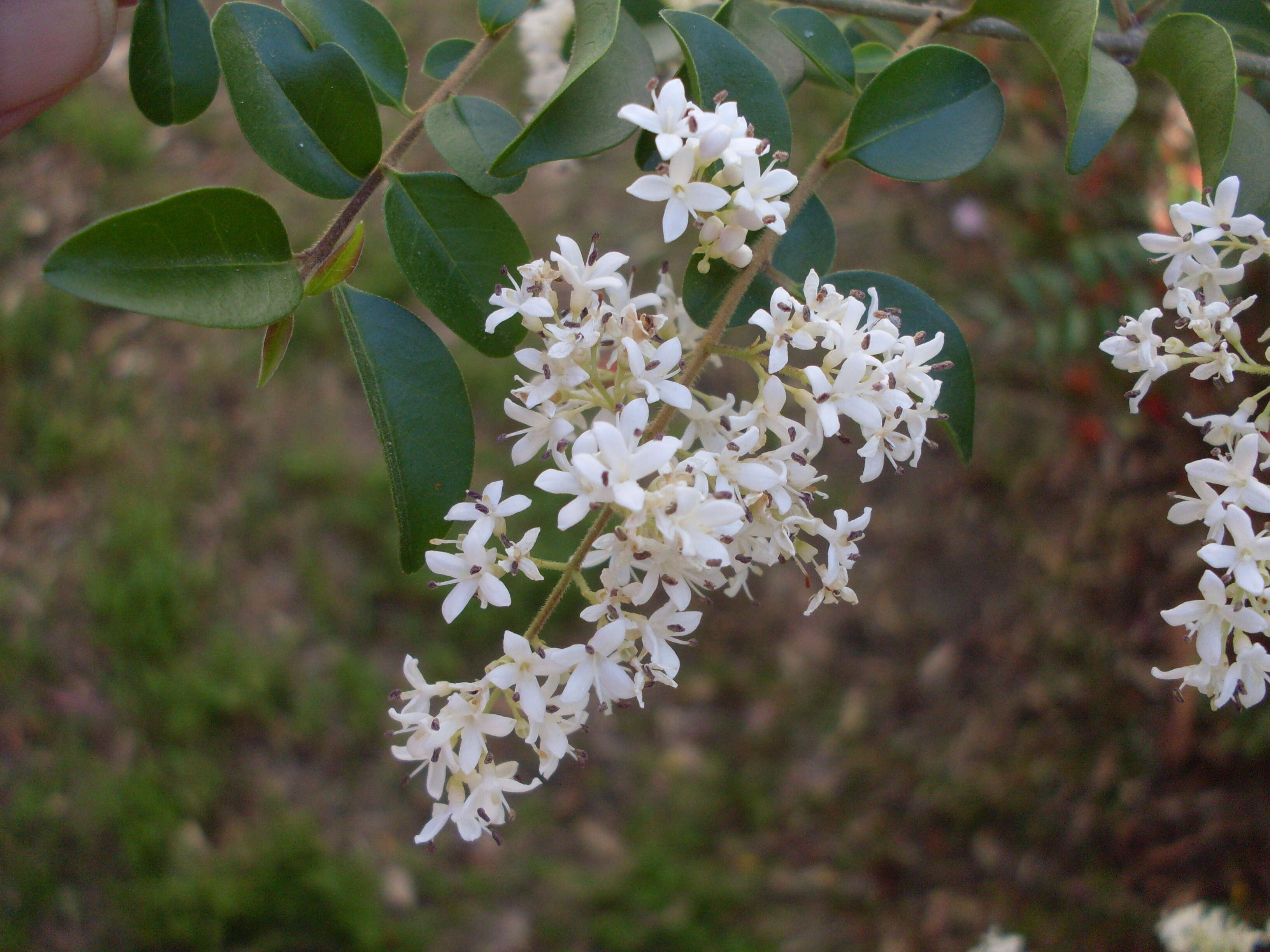 Image of privet