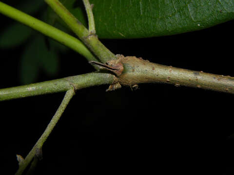 Image de Machaerium arboreum (Jacq.) Vogel