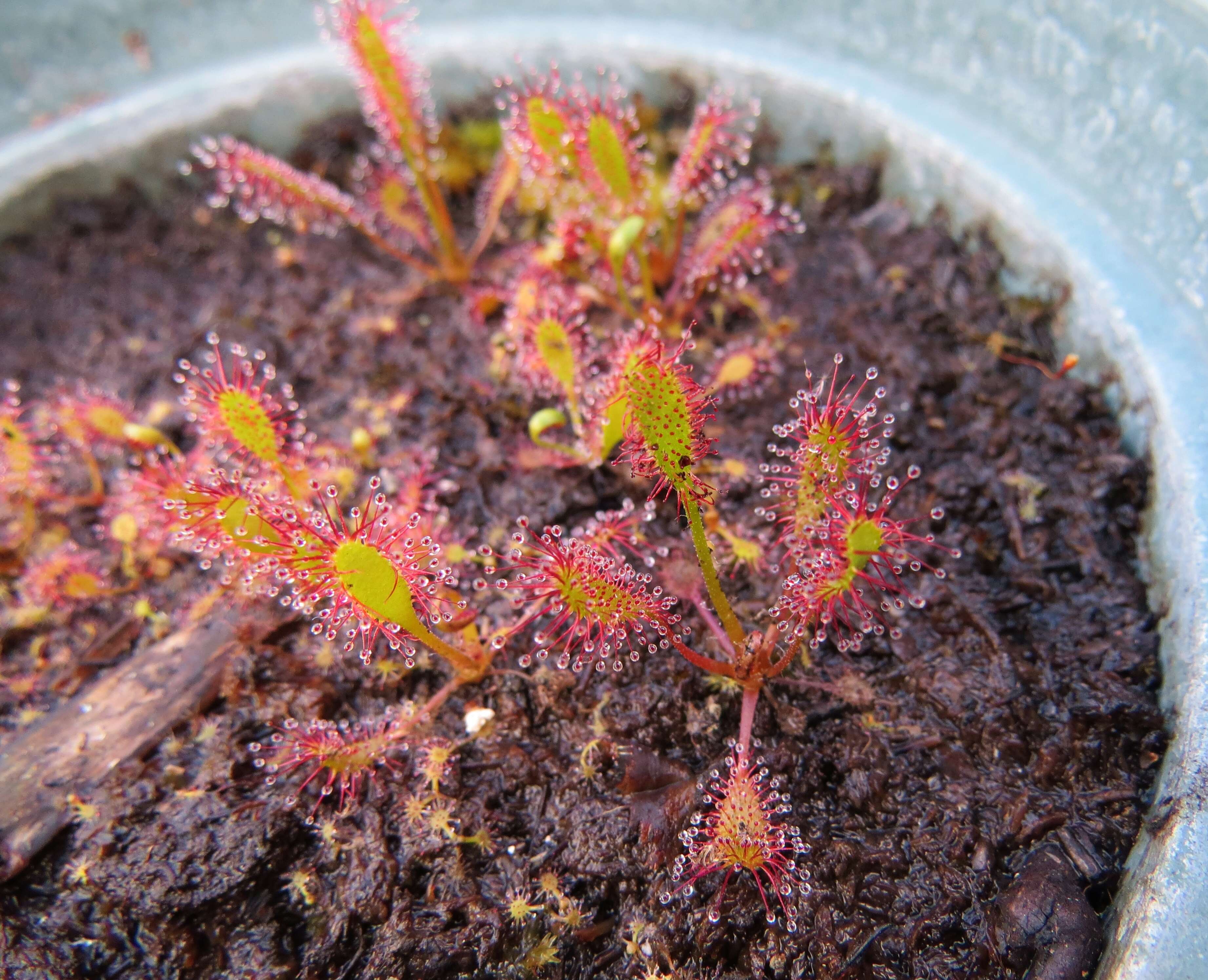 صورة Drosera anglica Huds.